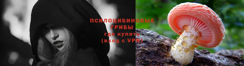 купить  сайты  Родники  Псилоцибиновые грибы Psilocybe 